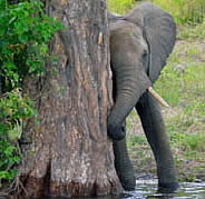 African Elephant Guesthouse provides accommodation in Germiston