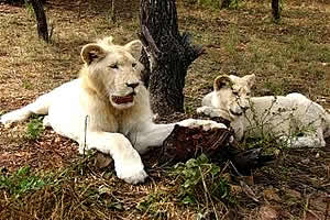 Pretoria Mystic Monkeys and Feathers Wildlife Park Lions, Pretoria Zoo and wildlife, Wildlife Park Pretoria
