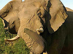 Pilanesberg National Park elephant