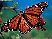 Jabulani Butterfly Garden 