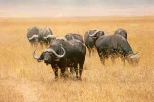 Pilansberg National Park Pilansberg National Park
